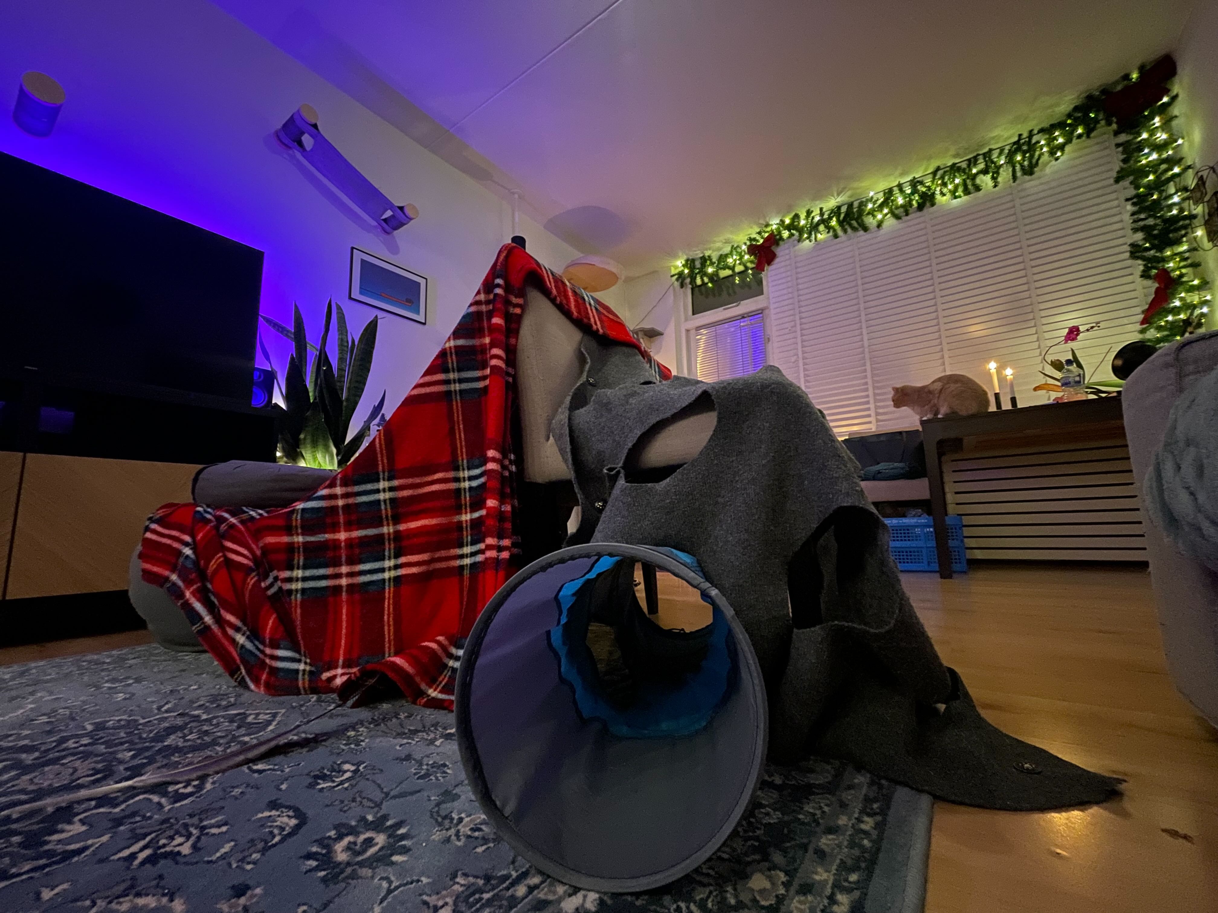 Cat fort built in the living room